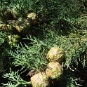 Cupressus sempervirens cone